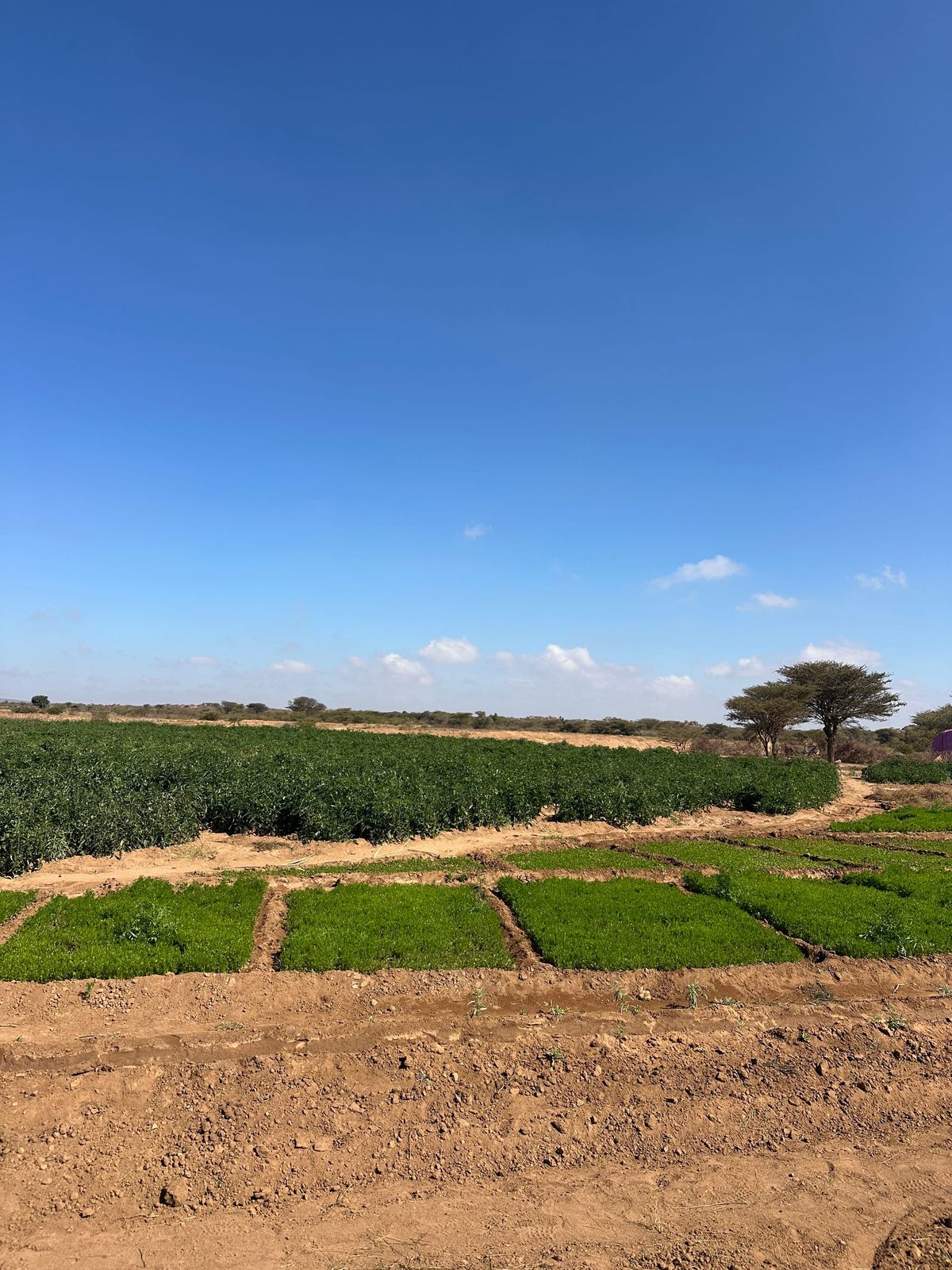 Maydi Newsletter: July 2026