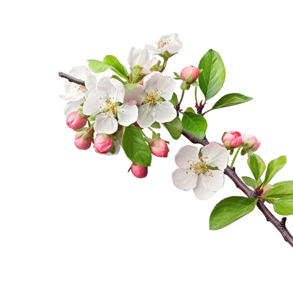 Beltane: A Brief Introduction