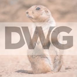 The Dances With Gophers Newsletter