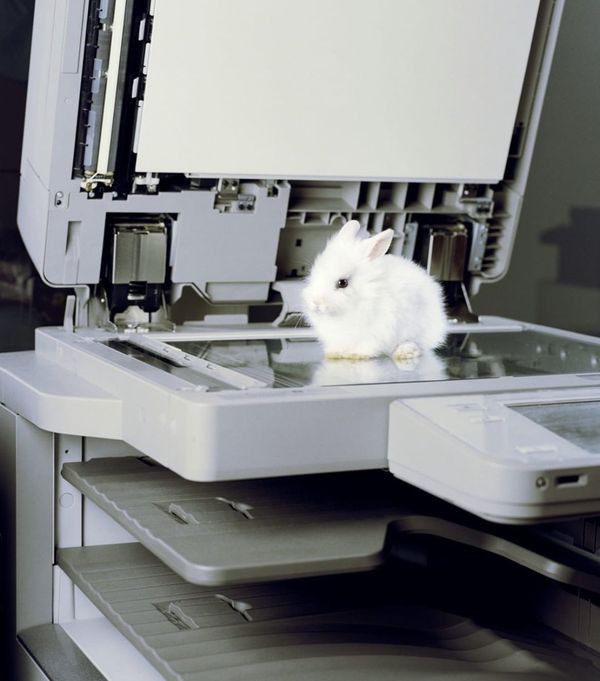 Identidad memética y la era del side project