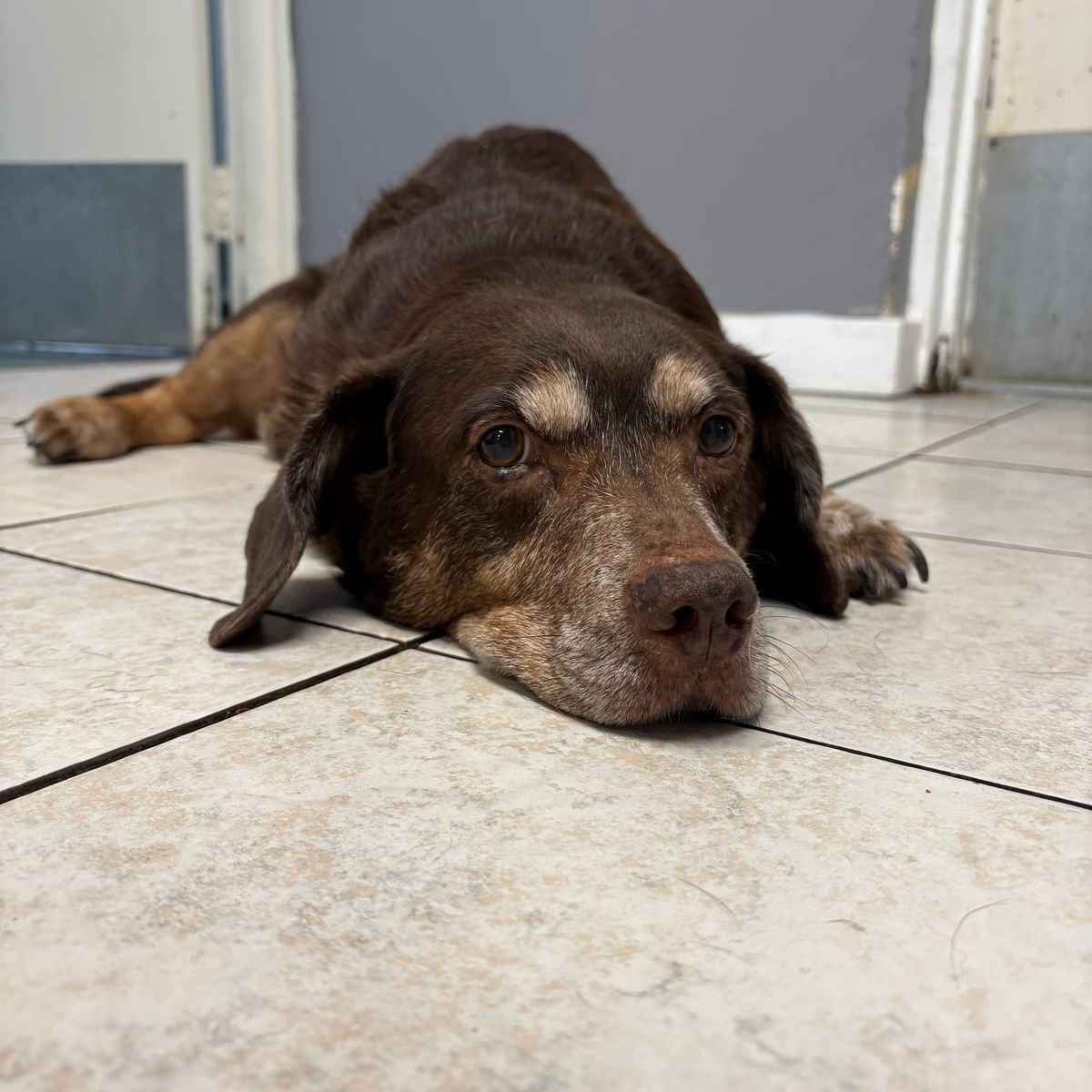 Fluffy White Pork Chops