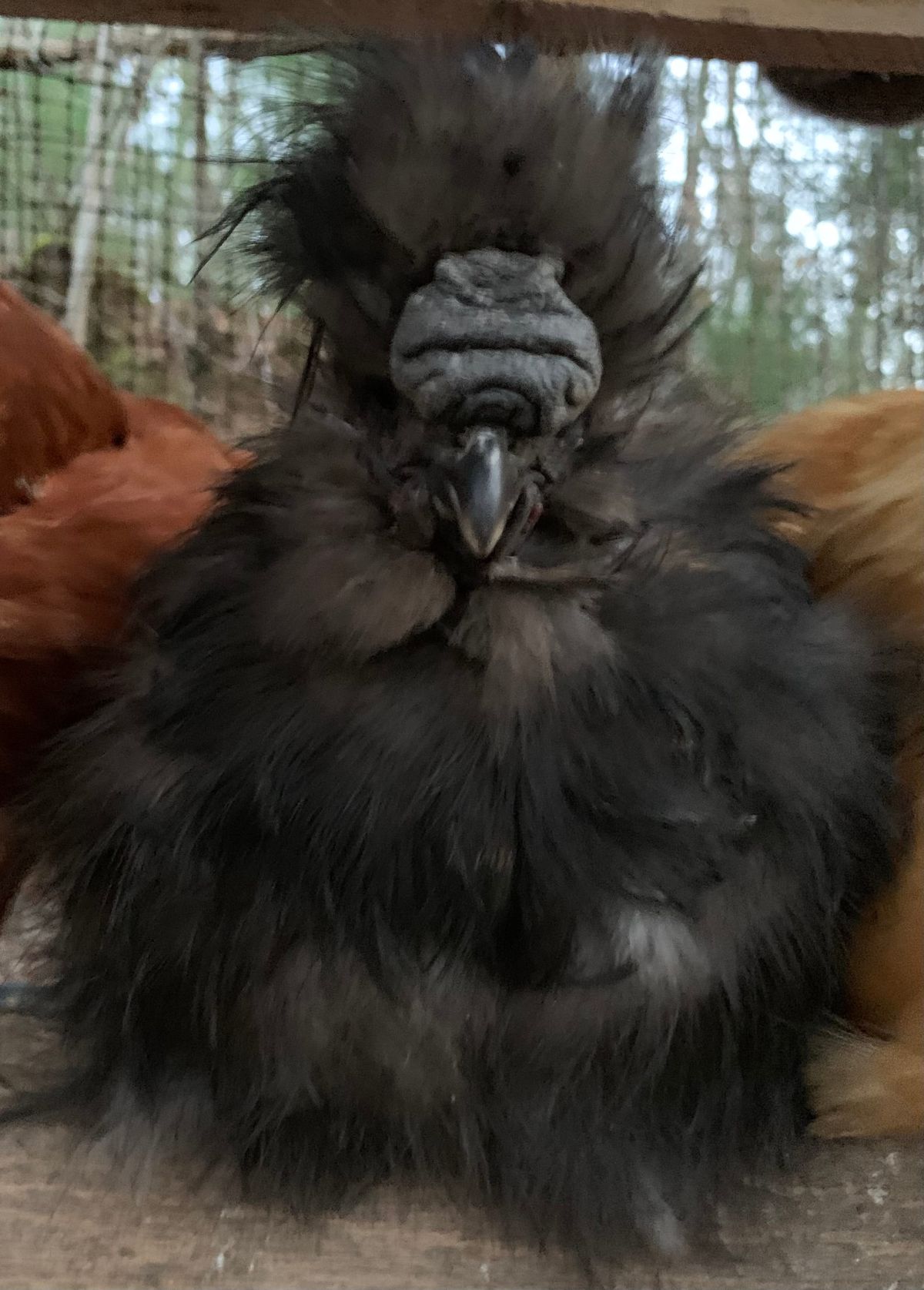 The Dekker Peckers and Life Lessons from a Fluffy Butt