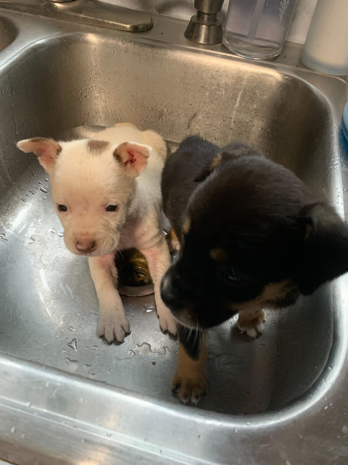 Pears, Puppies, and the Petty “I Told You So” I’m Still Holding Onto