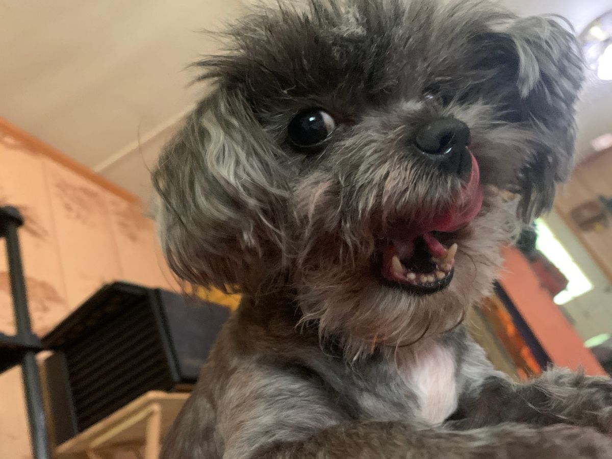 Meth Unicorns, Molting Birds, and One Bossy Dog.