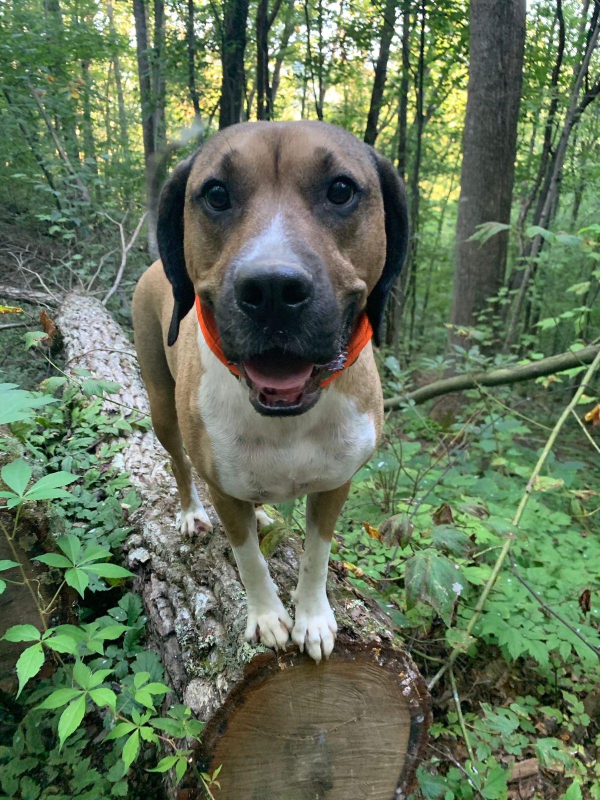 Confessions of a Walking Disaster