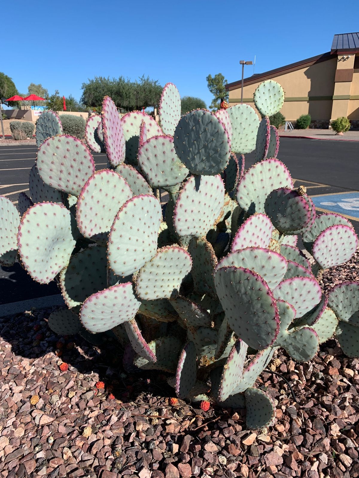 Hot, Brown, and Full of Rules: Dispatches from Arizona