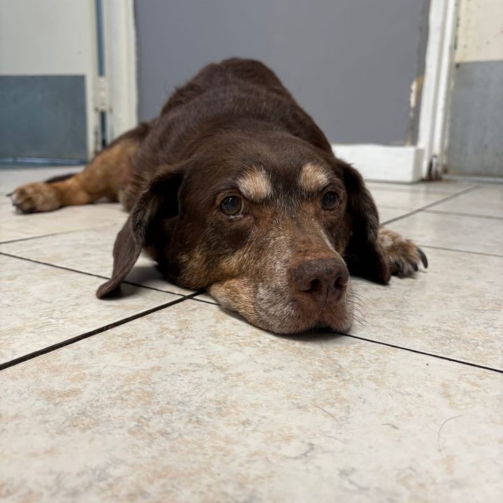 Fluffy White Pork Chops