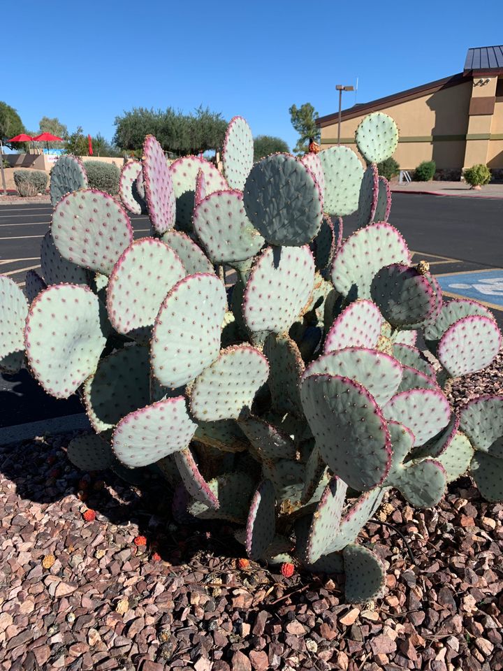 Hot, Brown, and Full of Rules: Dispatches from Arizona