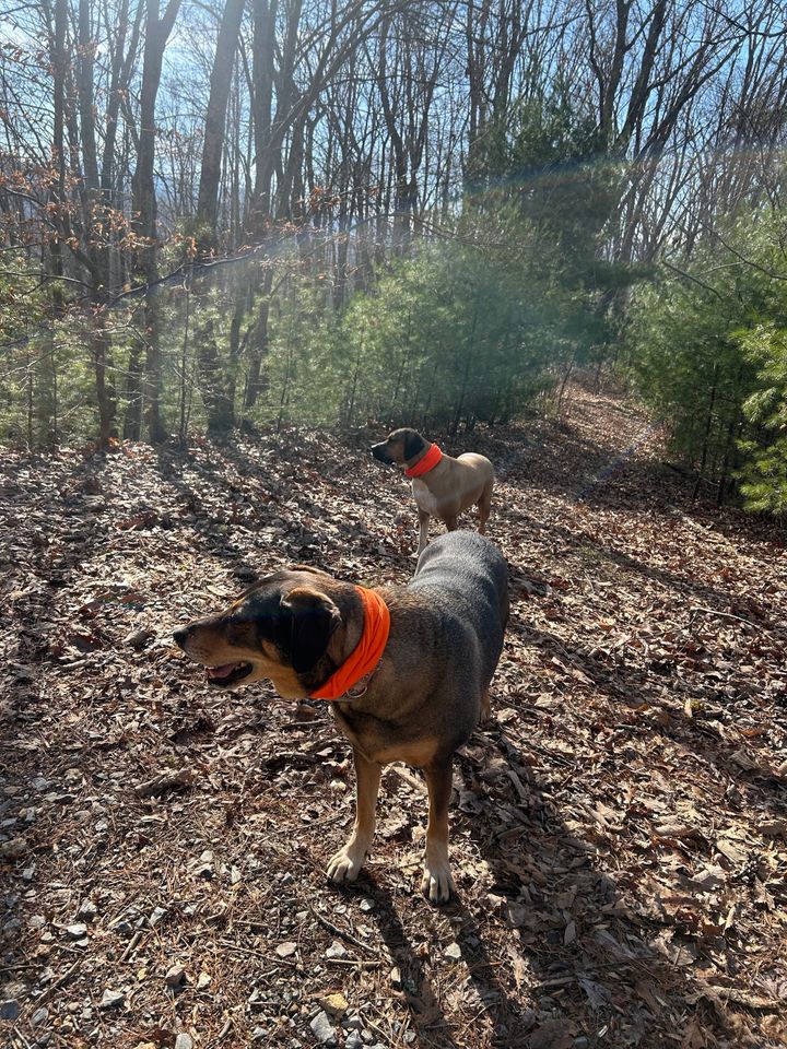 Confused Bears, Butt Nuggets, and Sweating Like a Politician Under Oath