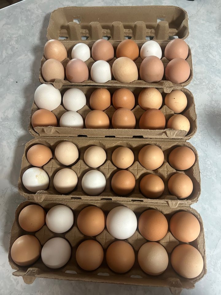 Tomacomas, Murder Winters, and Other Spring Traditions