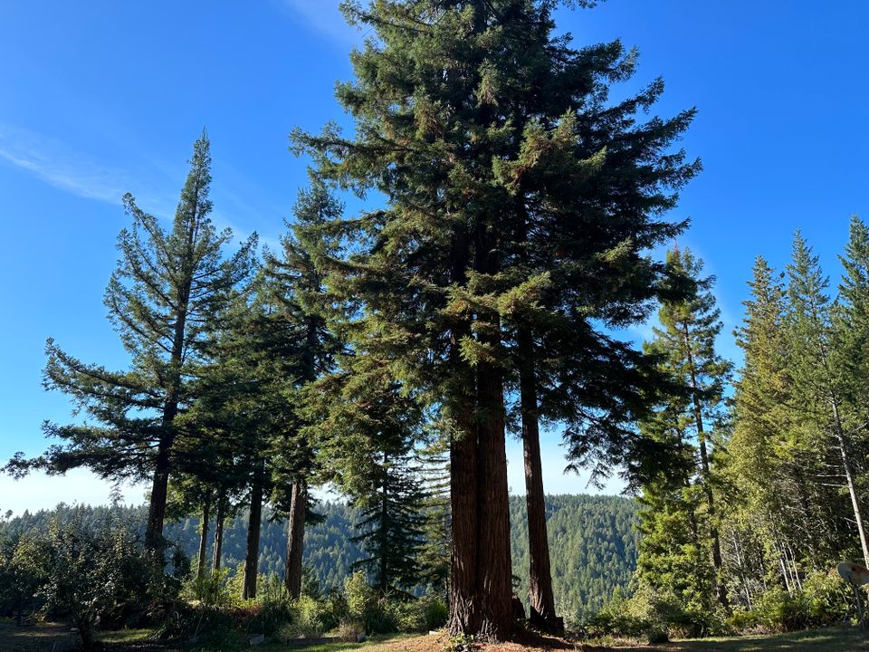 Let's rake some leaves