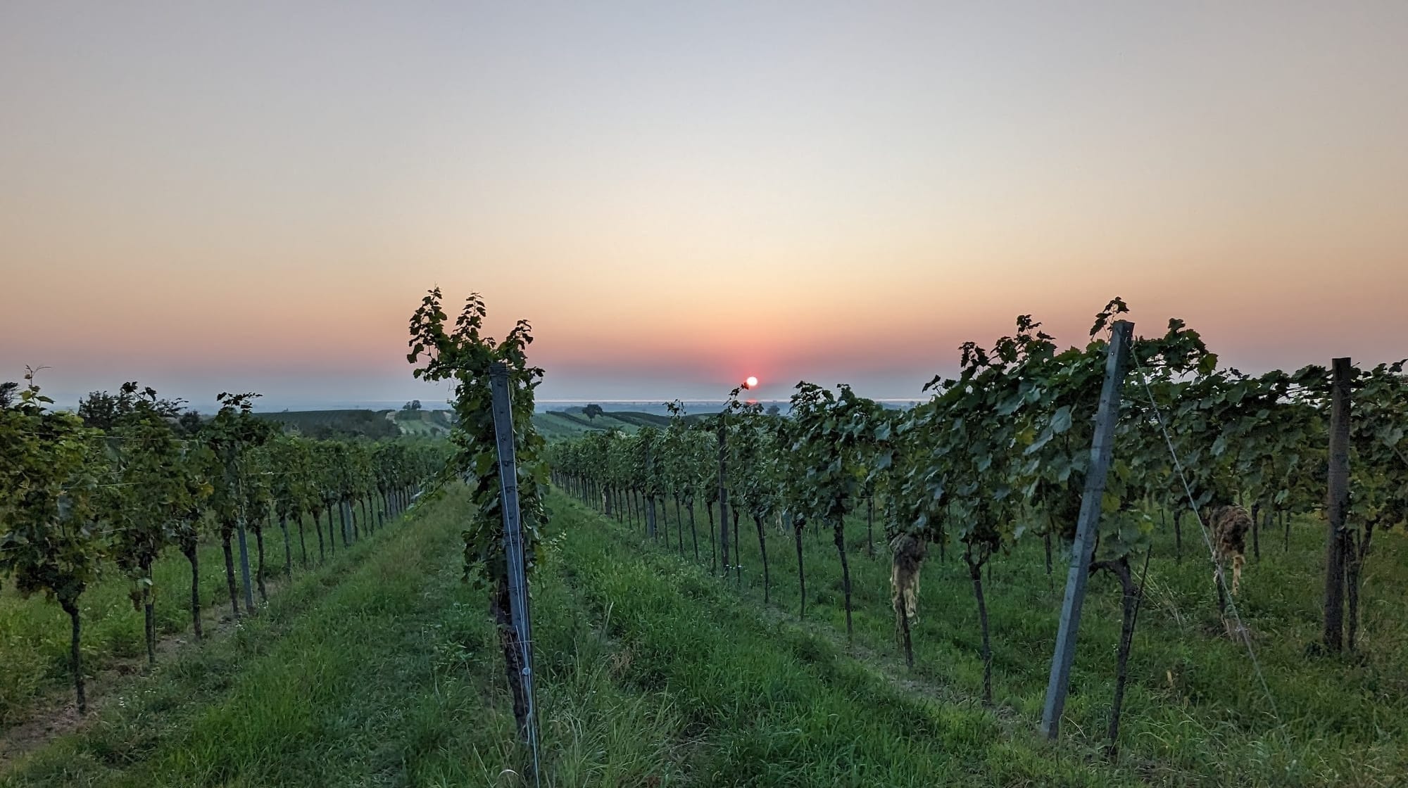 The Vinjoyment Diary