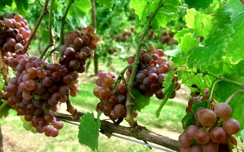 Harvest season + upcoming events!