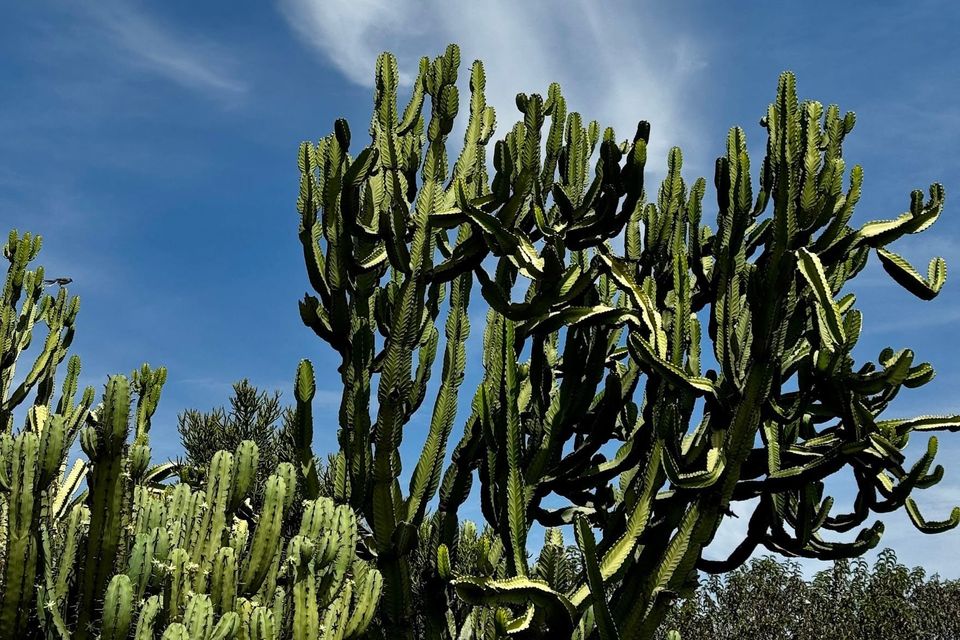 Why Mexican artisanal wine is here to thrive