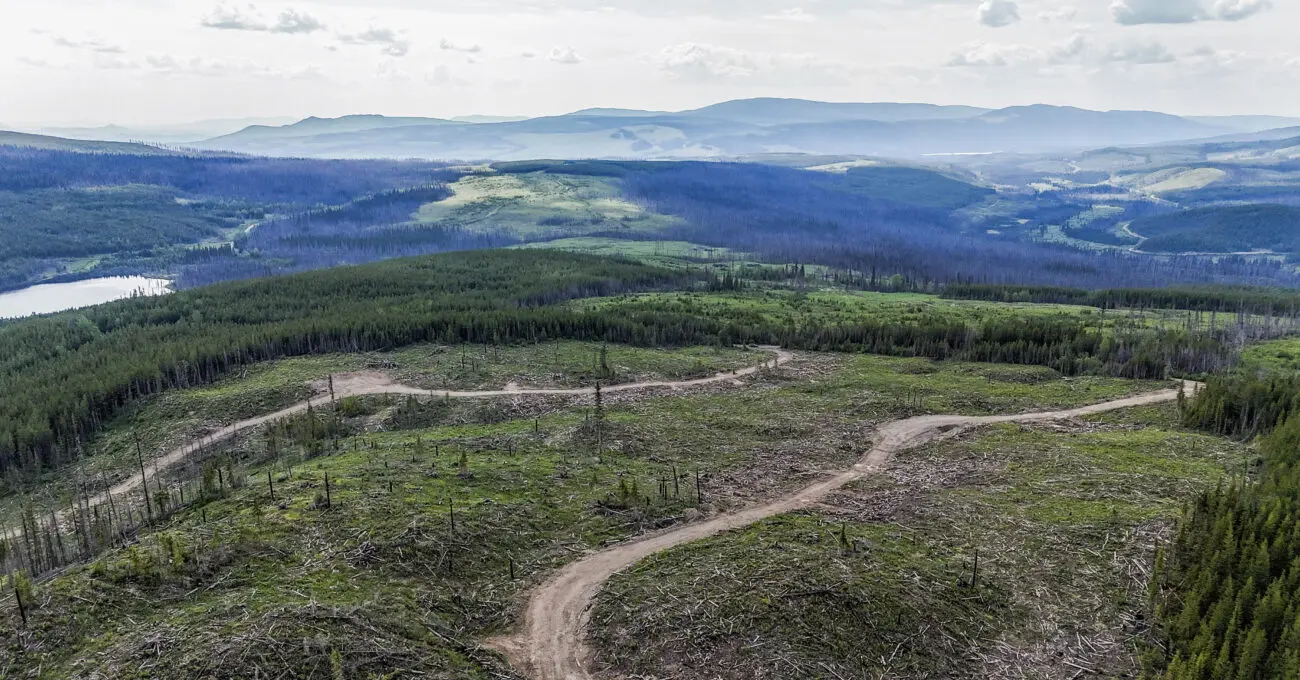 Drax old-forest cutback in Canada forest
