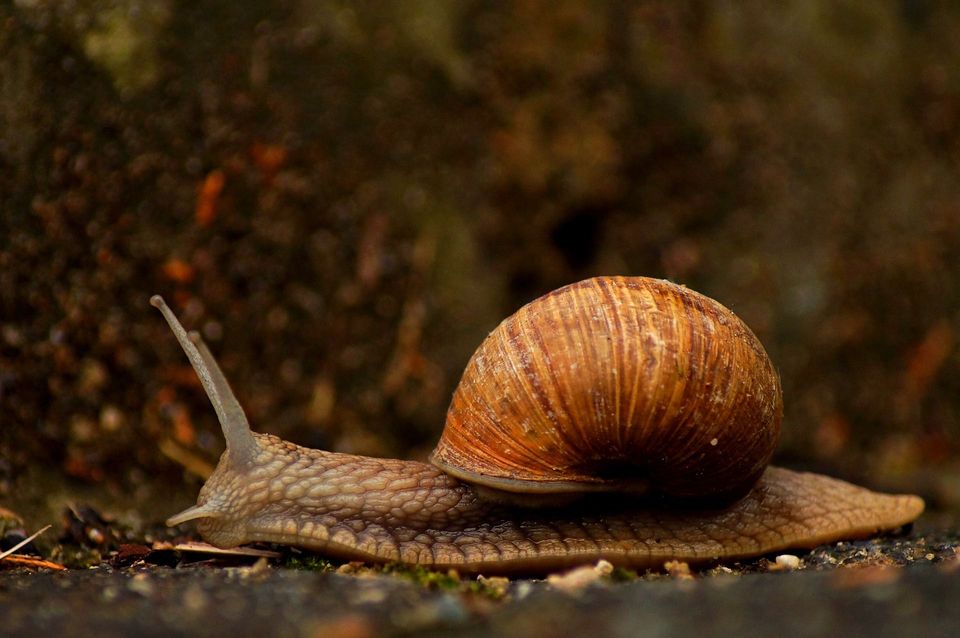 Slow web