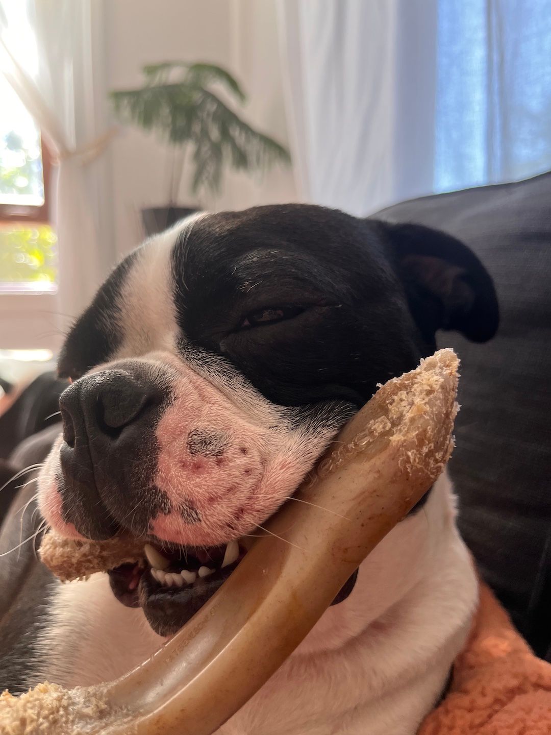 No. 6 - Trouver son os