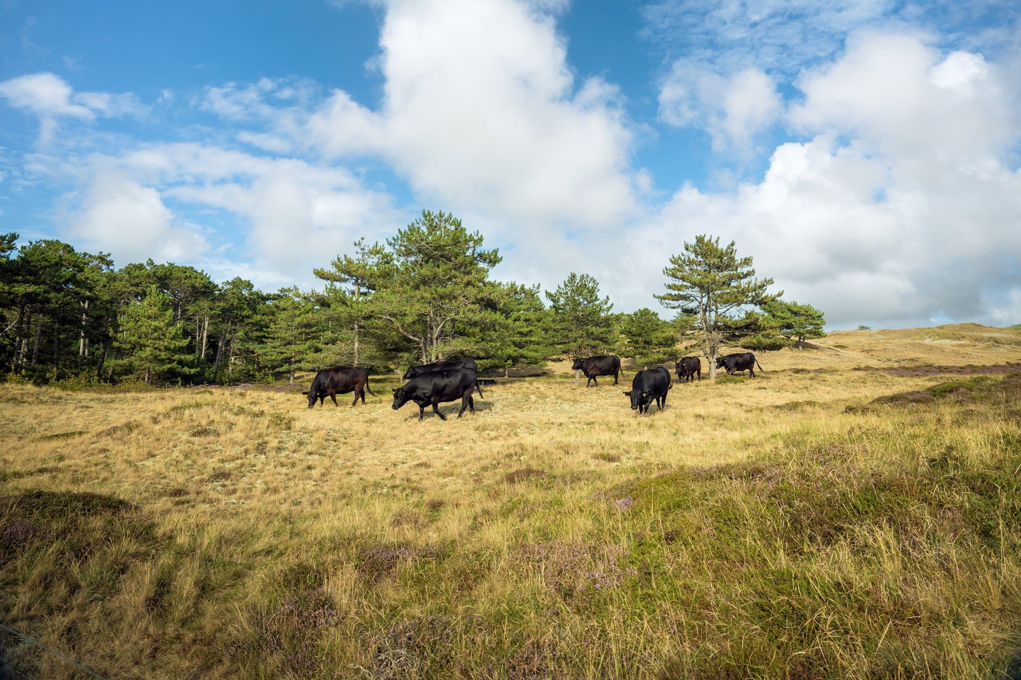 Black-Angus-Rinder im Naturgebiet De Bollekamer im Nationalpark Duinen van Texel