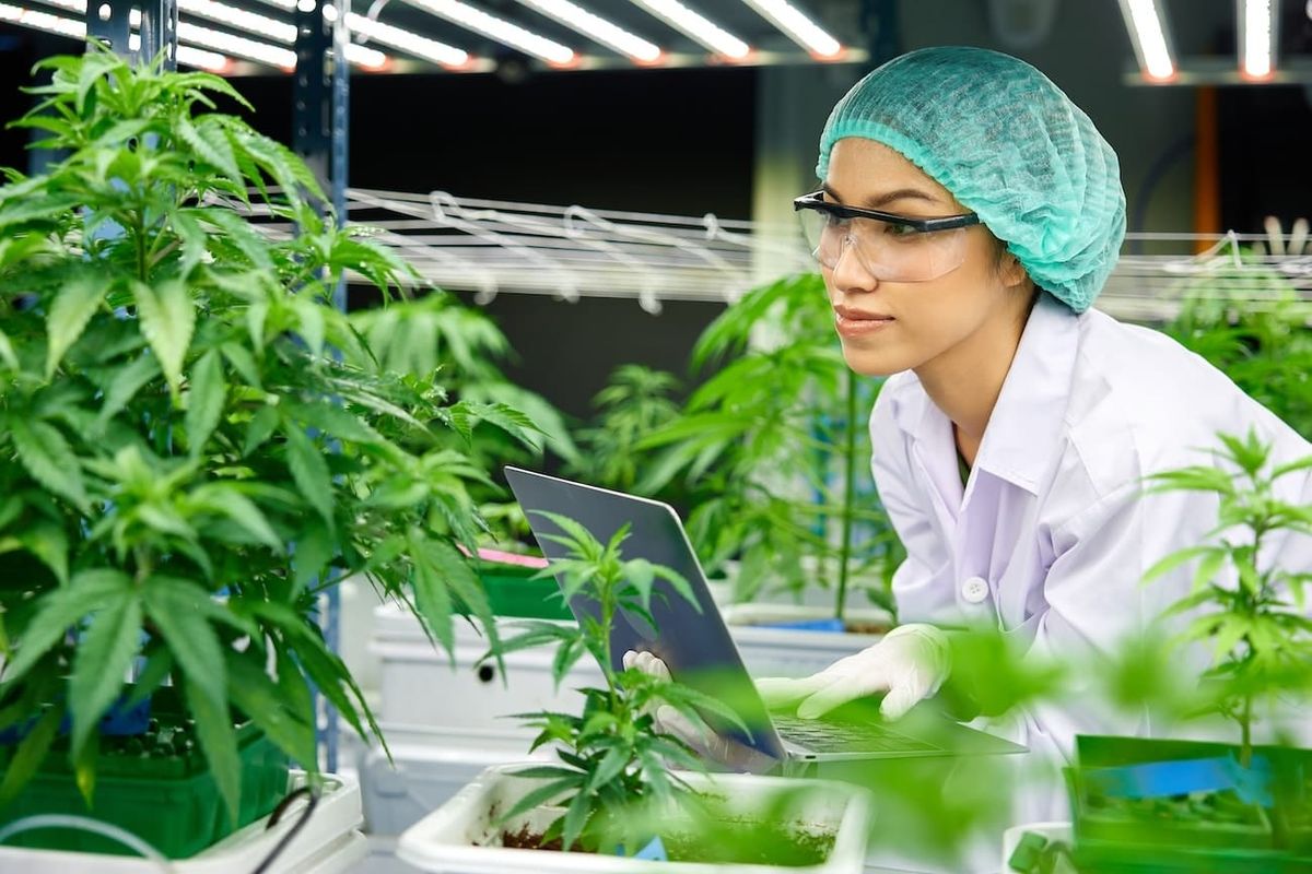 Eine Cannabis-Gärtnerei muss gut geplant sein. Foto: Adobe / offsuperphoto