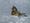 Montana FWP: State has overestimated wolf population by hundreds