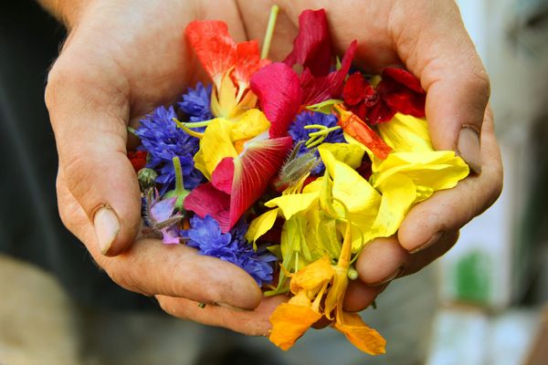 The cupped hands of a worker is holding and offering flower aroma in a gesture of good will.