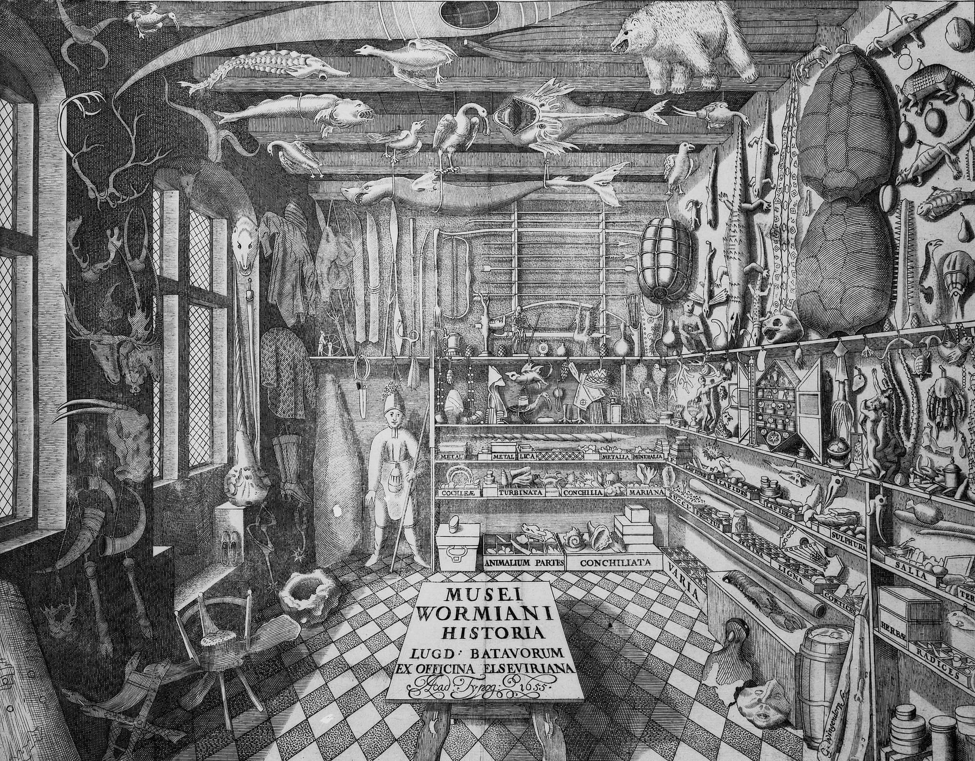 Animals, shells, arrows, antlers and other various items of interest within a Wonder Cabinet