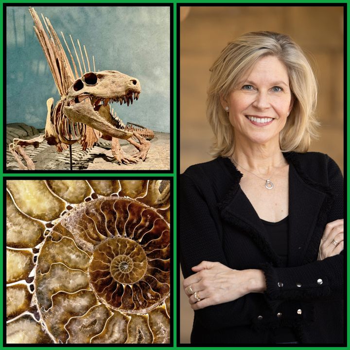 Three-panel collage with green border. Top left: a spiny dinosaur skeleton on display. Bottom left: a close-up of an ammonite fossil cross-section showing the   spiral chamber pattern. Rig...