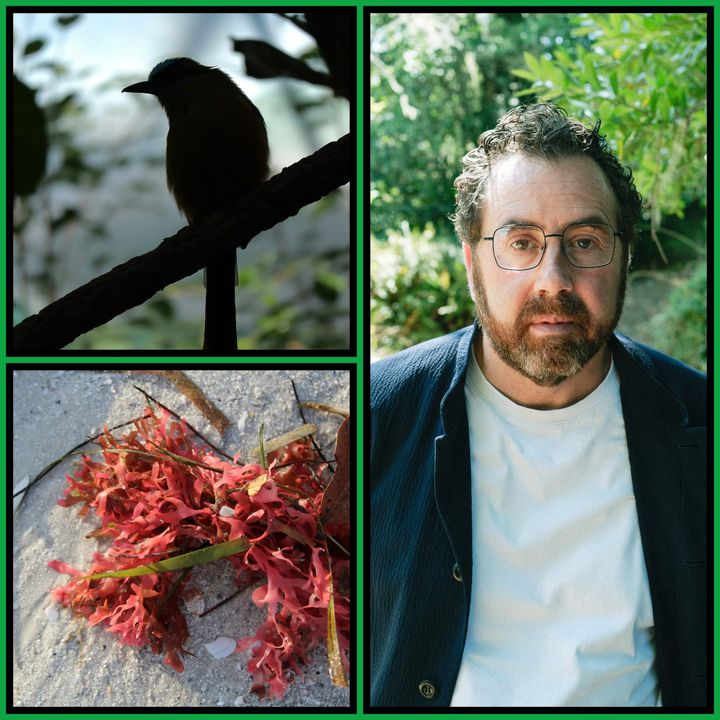 Three-panel collage: a long-tailed bird in silhouette, red seaweed on sand, and a portrait of Emmanuel Vaughan-Lee in a garden.