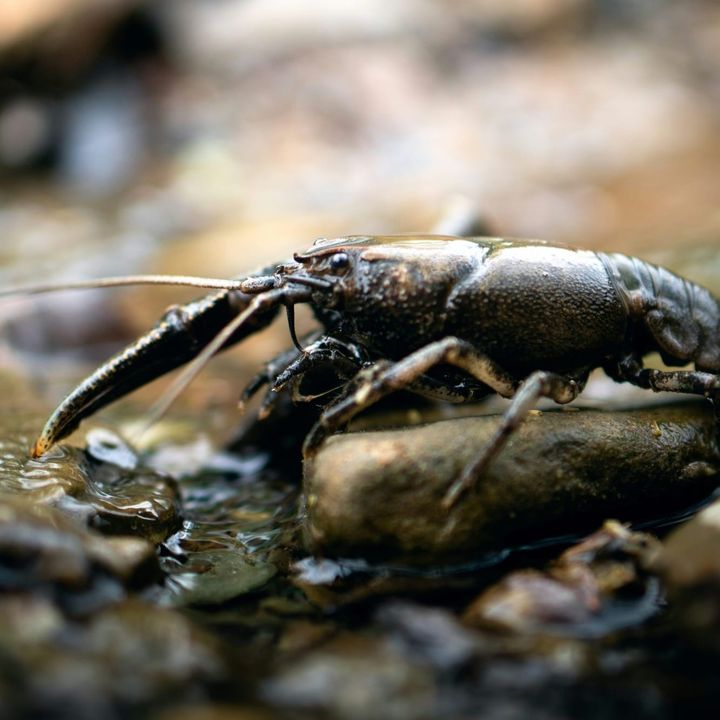 A dark, freshwater crayfish perched on a wet stone in a shallow stream.