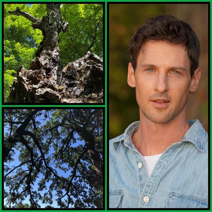 Green-bordered collage: a hollowed, weathered maple trunk in sunlit leaves, dark branches against blue sky, and Robert Moor in a denim shirt.