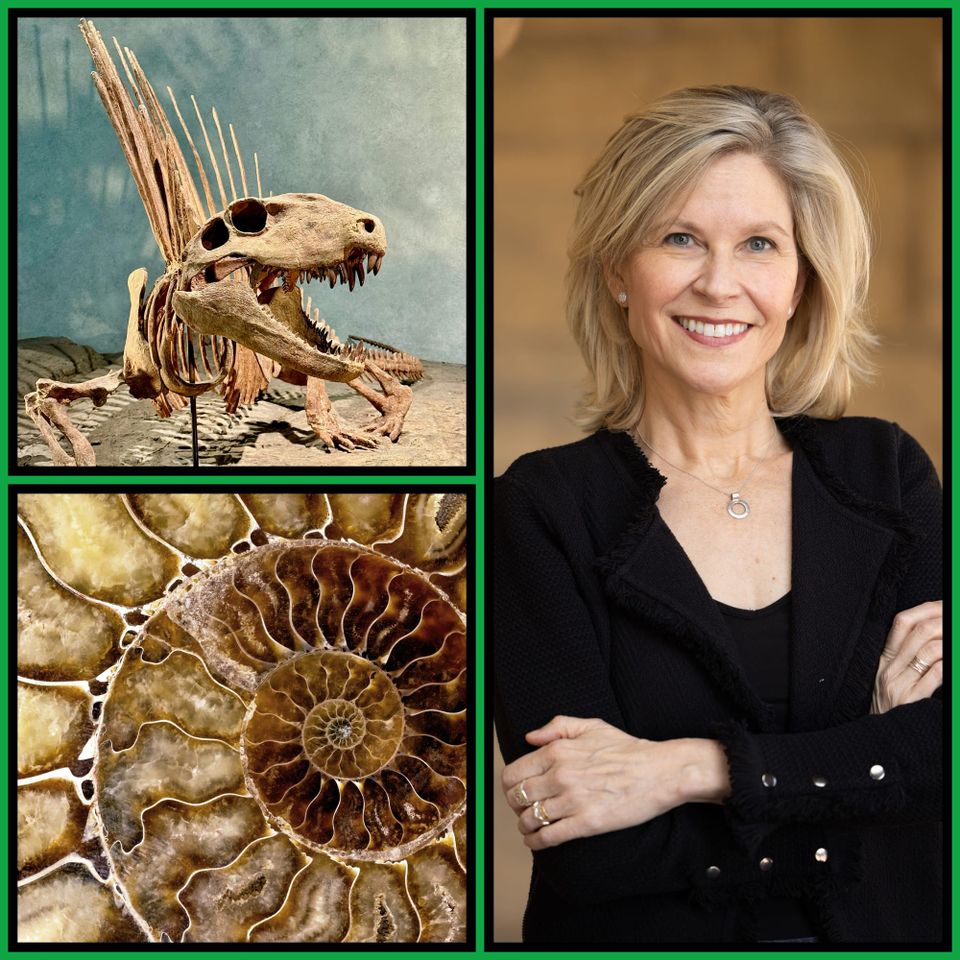 Three-panel collage with green border. Top left: a spiny dinosaur skeleton on display. Bottom left: a close-up of an ammonite fossil cross-section showing the   spiral chamber pattern. Rig...