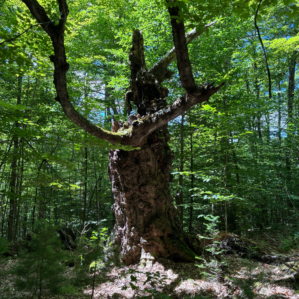 A gnarled tree in a deep Vermont forest