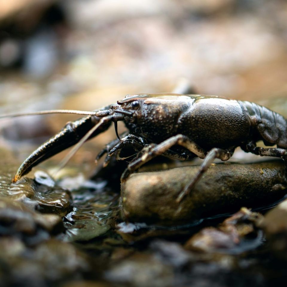 A dark, freshwater crayfish perched on a wet stone in a shallow stream.