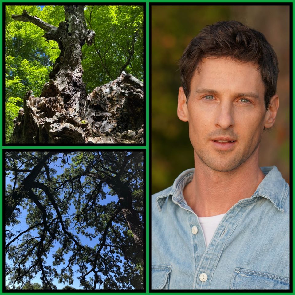 Green-bordered collage: a hollowed, weathered maple trunk in sunlit leaves, dark branches against blue sky, and Robert Moor in a denim shirt.