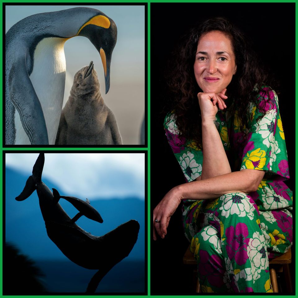 Collage: king penguin bowing to its chick (top left), silhouette of a humpback whale and calf sculpture (bottom left), Melanie Challenger in a green floral outfit, chin on hand (right)