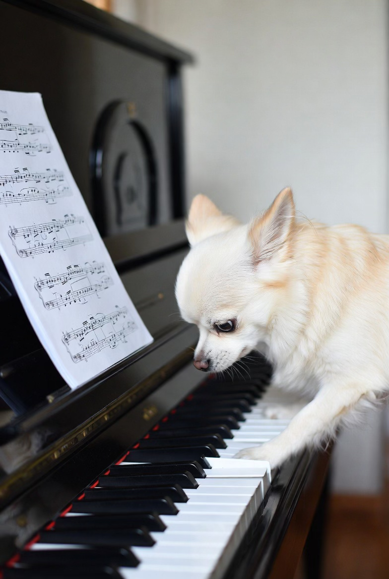 My Dog Plays the Piano (My Cat Paints as Well)