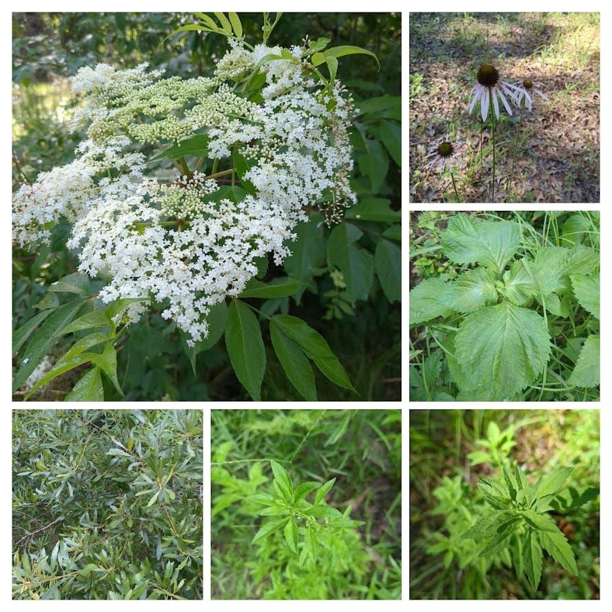 Verdant News: Midsummer Edition