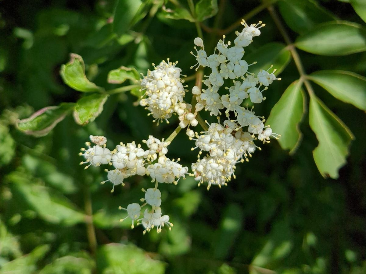 The Language of Plants