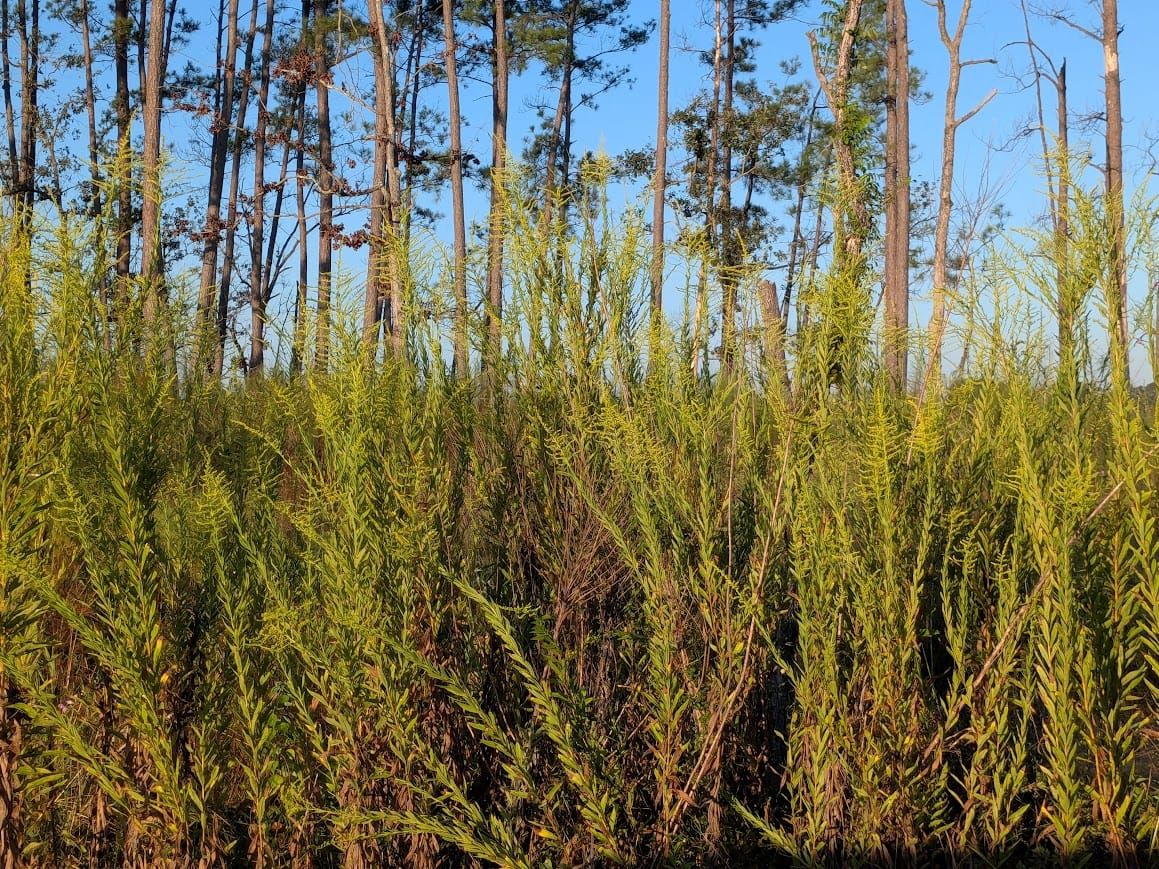 Verdant News: Fall 2025 Edition