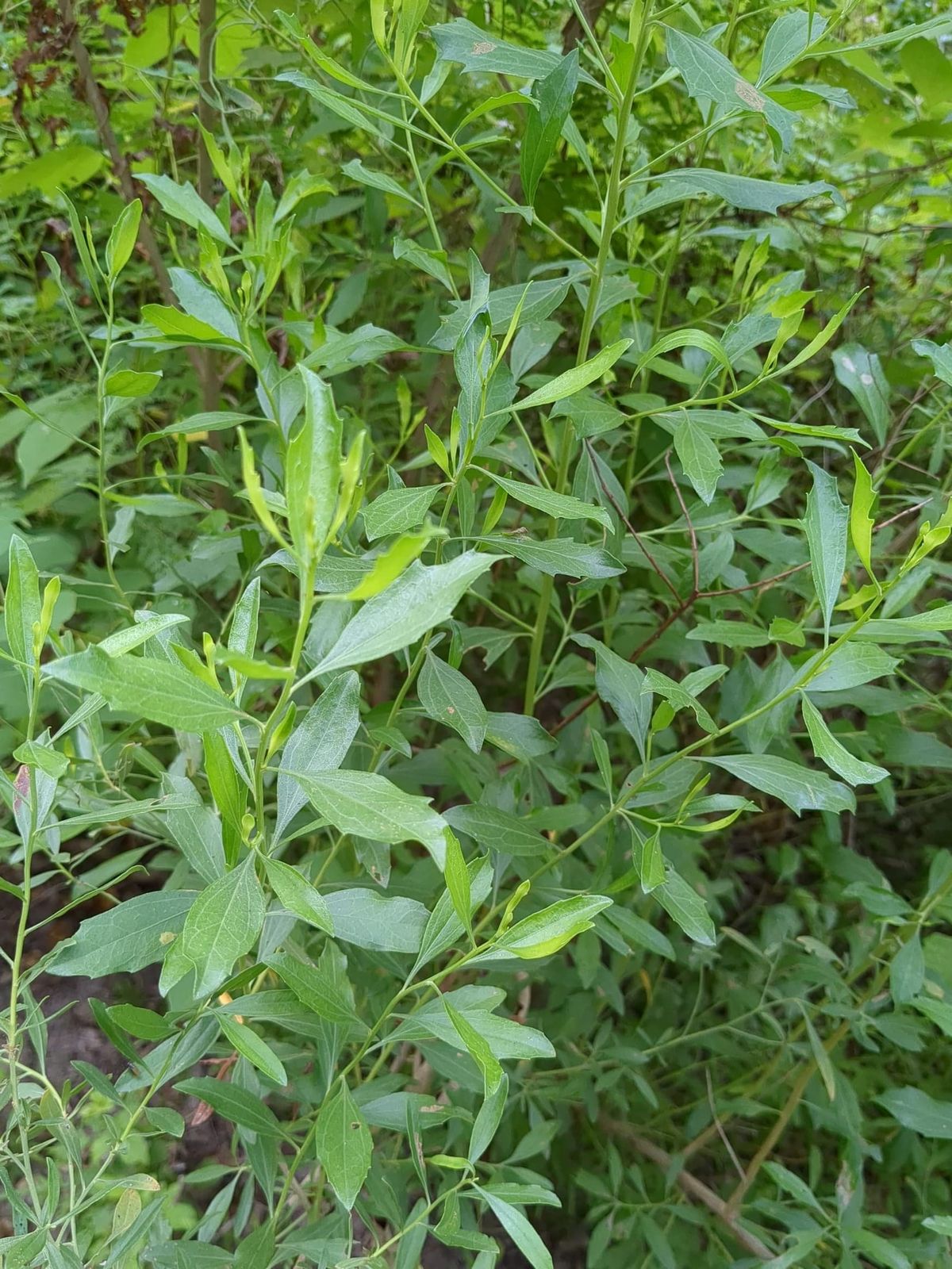 Manglier (Baccharis halimifolia)