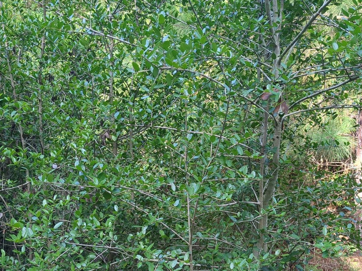 Yaupon trees crowding a trail