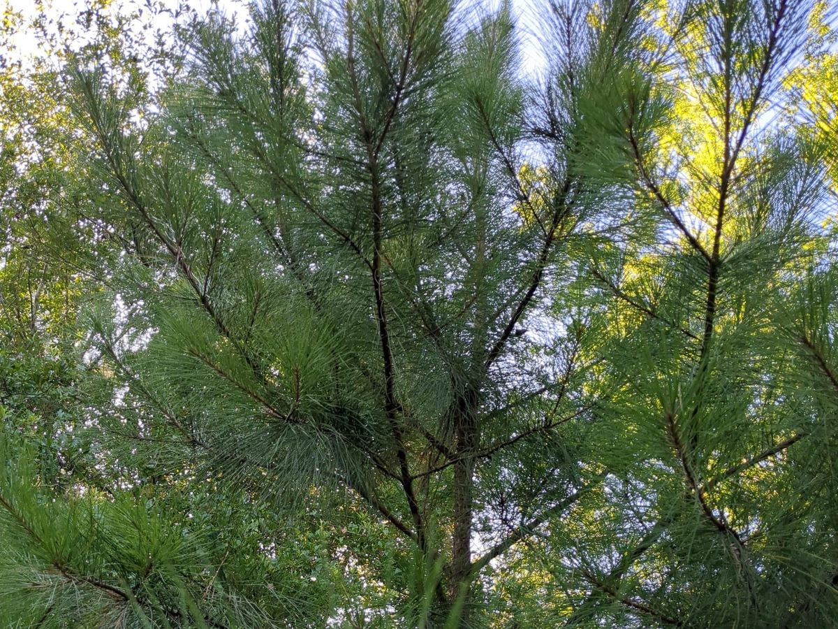 Pine (Pinus spp.)