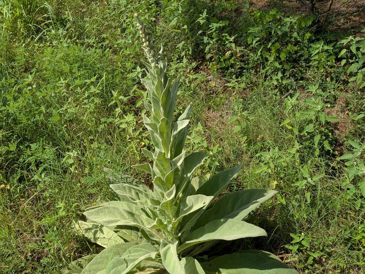 Mullein (Verbascum thapsus)