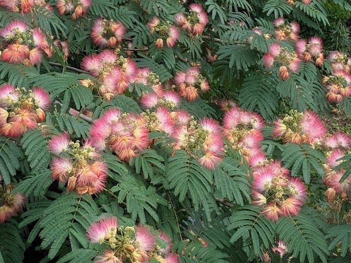 Mimosa (Albizia julibrissin)
