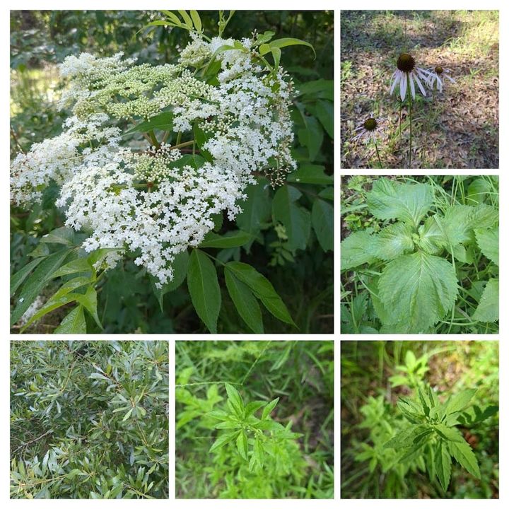 Verdant News: Midsummer Edition