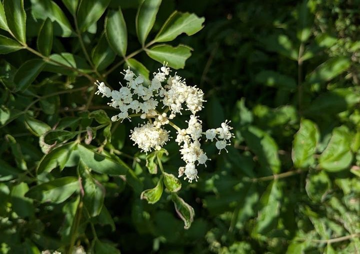 Spring Elderflower Syrup
