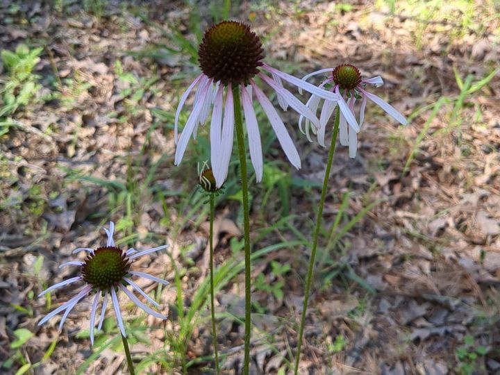 Echinacea, A Posse of Close Cousins