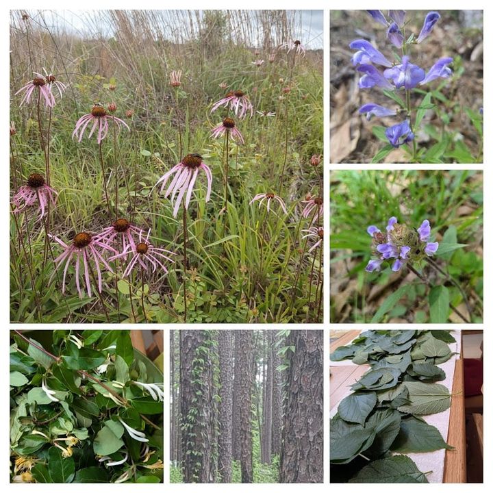 Verdant News: Spring 2026