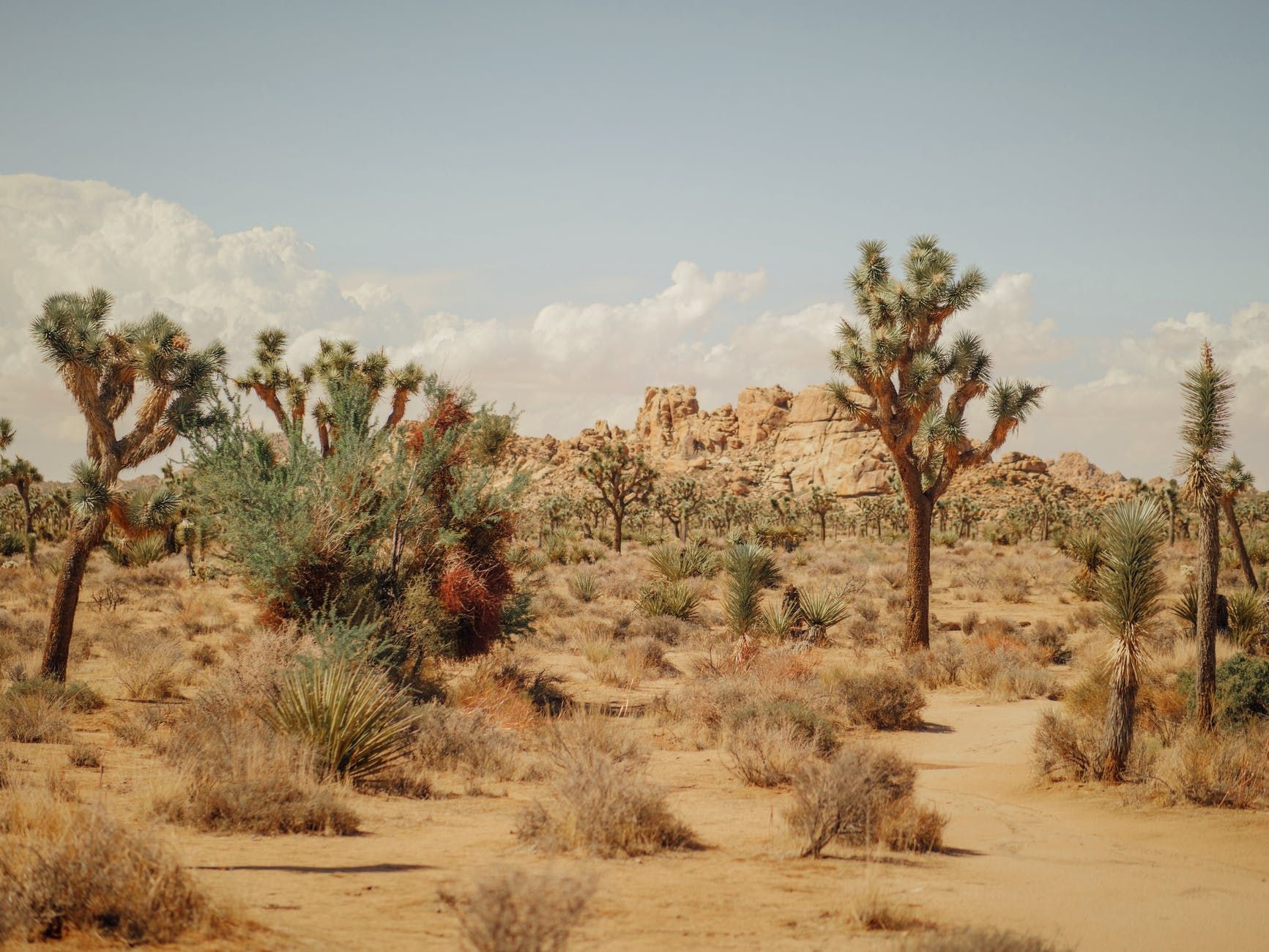 desert landscape