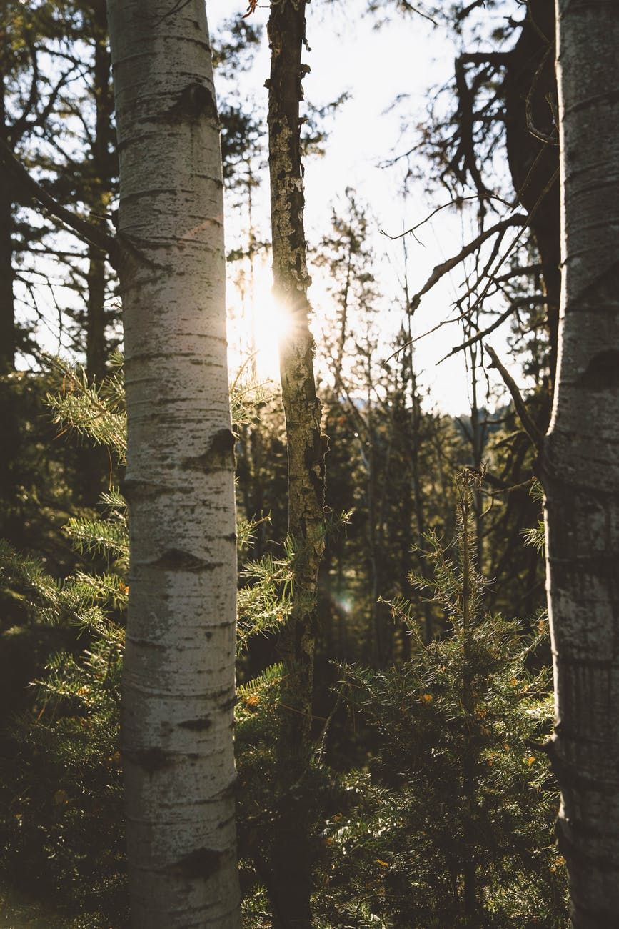 grove of Aspen trees